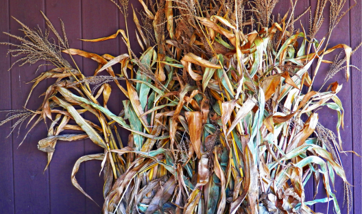 Cornstalks