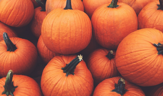 Wholesale Fall | Field Trip/Baby Pam Pumpkins Bin