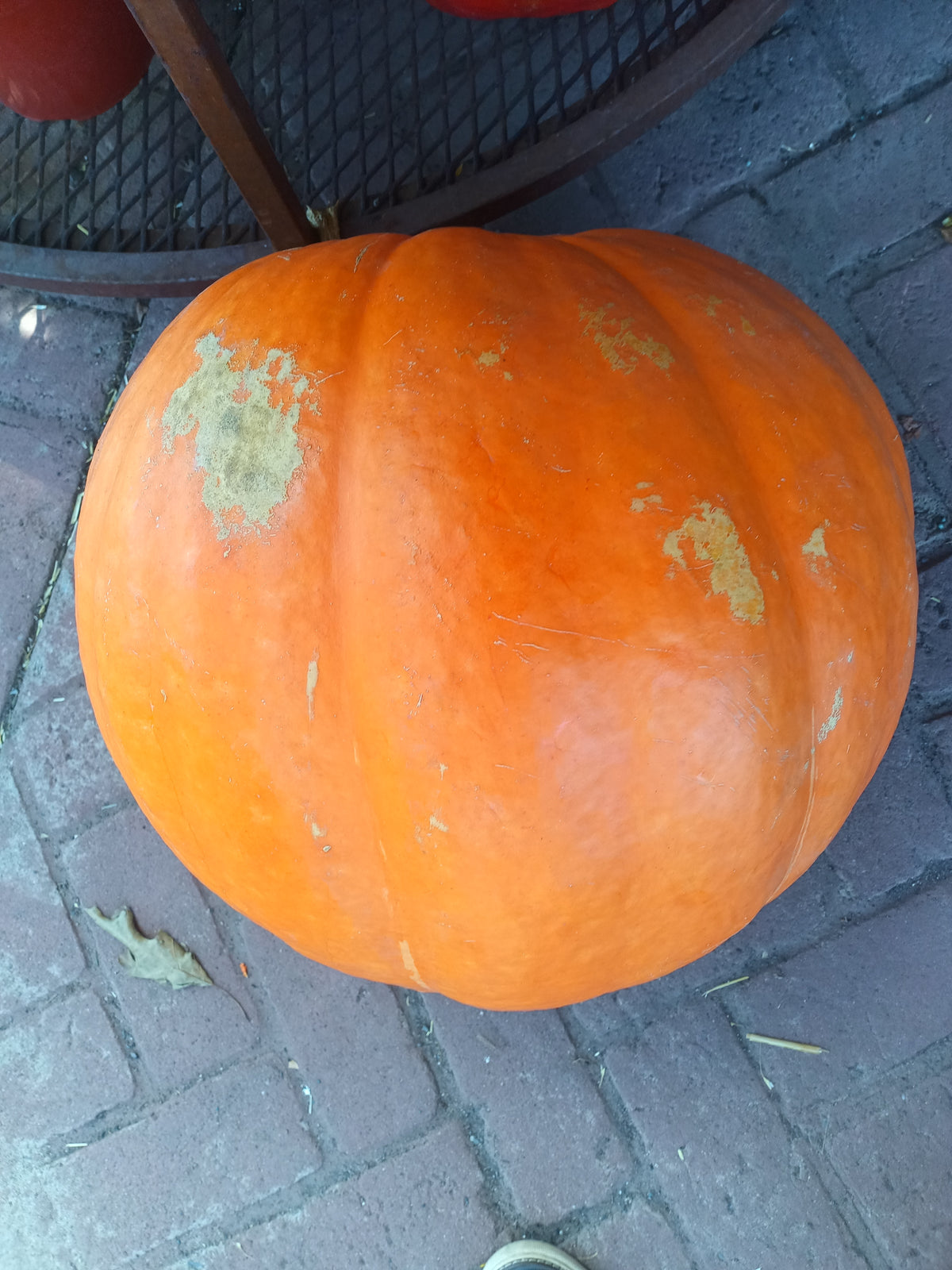 Mega Pumpkins