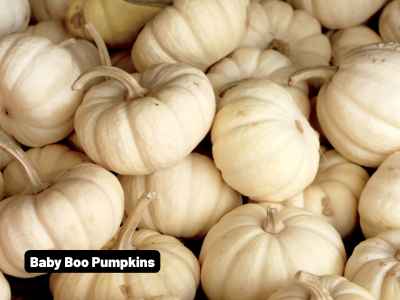 Wholesale Fall | Baby Boo pumpkins (Casperita- white munchkins)