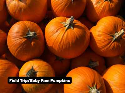 Pumpkin Field Trip / Baby Pam Pumpkin