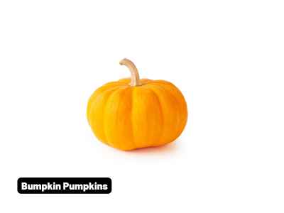 Wholesale Fall | Bumpkins