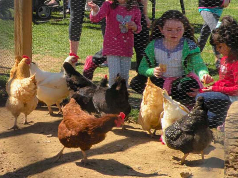 the chirp yard bird pen