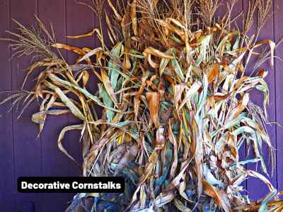 Cornstalks
