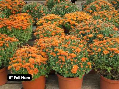 Fall Mum 8"