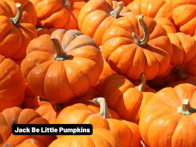 Wholesale Fall | Jack-Be-Little