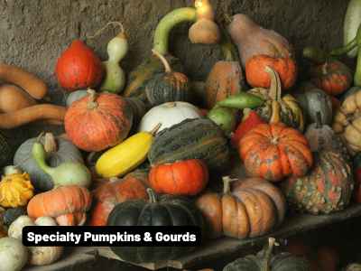 Wholesale Fall | Specialty Pumpkins/Gourds
