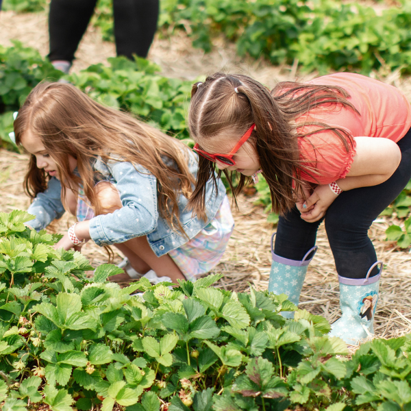 Two children in a strawberry field picking strawberries.