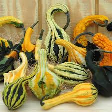 Wholesale Fall | Wing Gourds