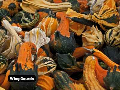 Wholesale Fall | Wing Gourds