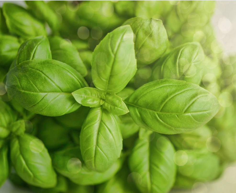 Herb, Basil
