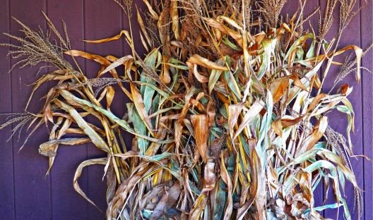 Wholesale Fall | Corn Stalk Bunches (15 or more)