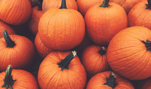 Wholesale Fall | Field Trip Pumpkins 25 or More (Baby Pams)