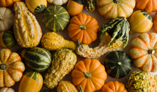 Wholesale Fall | Specialty Pumpkins/Gourds