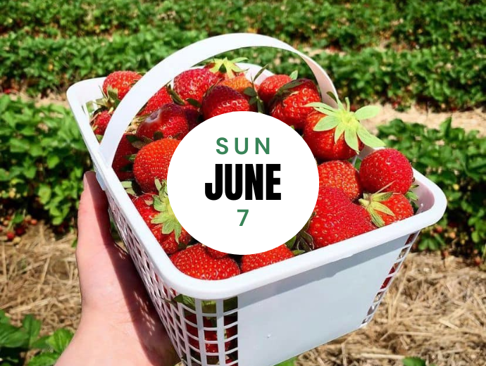 Strawberry Festival - Sun, June 7