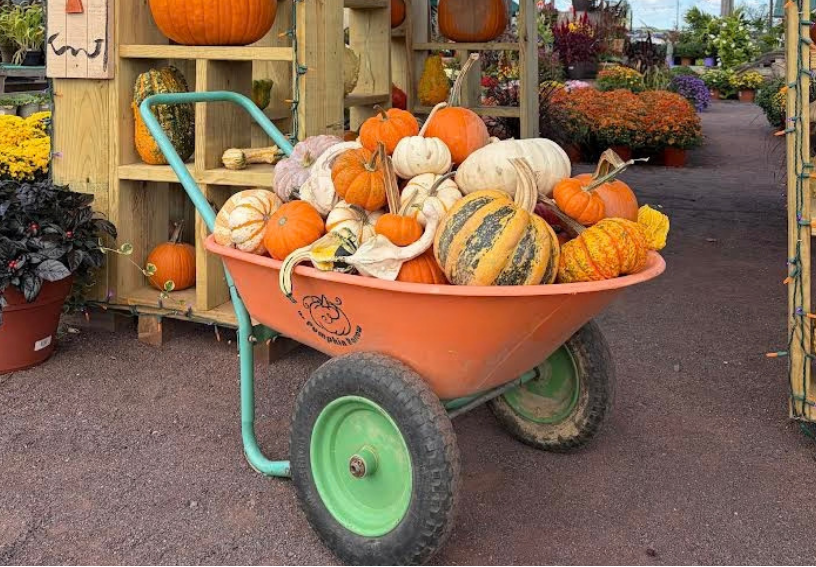 Fall Pumpkin Barrow (Wheel Barrow not included)