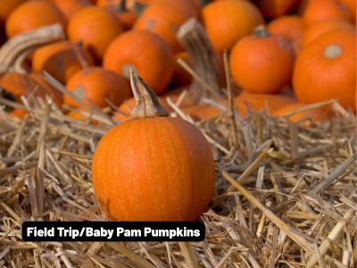 Wholesale Fall | Field Trip/Baby Pam Pumpkin Bin