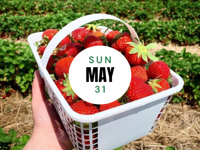 Strawberry Festival - Sun, May 31