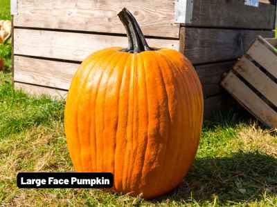 Wholesale Fall | Large Face Pumpkin Bin