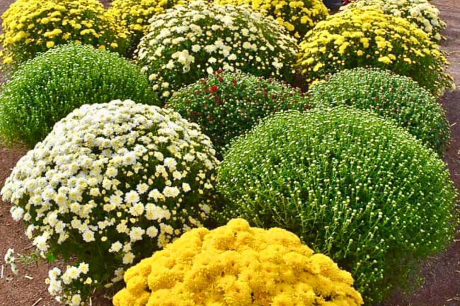 A garden bed filled with round, bushy mums in bright yellow, white, and green, planted in rows on brown soil.