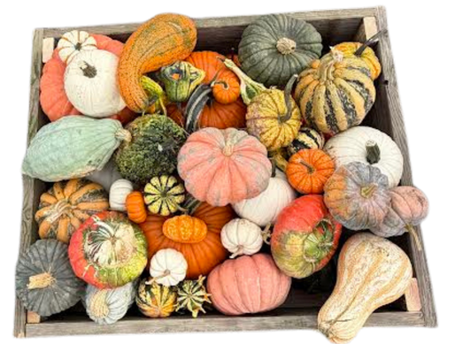 Fall Pumpkin Box Special (Box not included)
