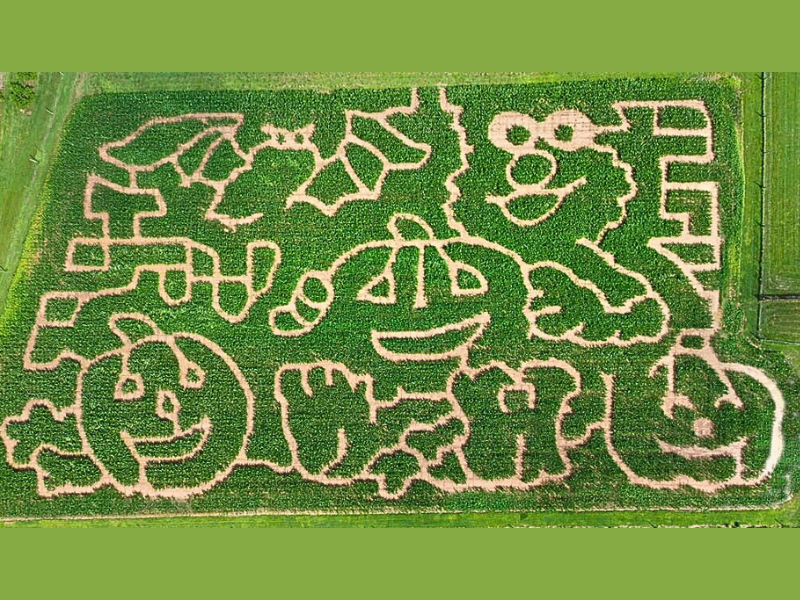 Sesame Street Corn Maze