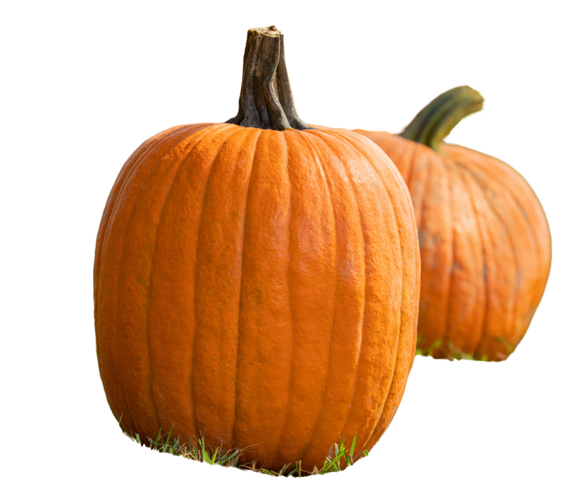 Wholesale Fall | Regular Pumpkin Bin