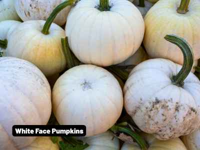 Wholesale Fall | White Face Pumpkin Bin