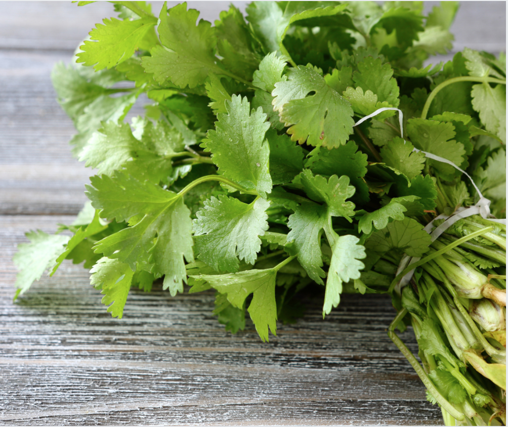 Herb, Cilantro